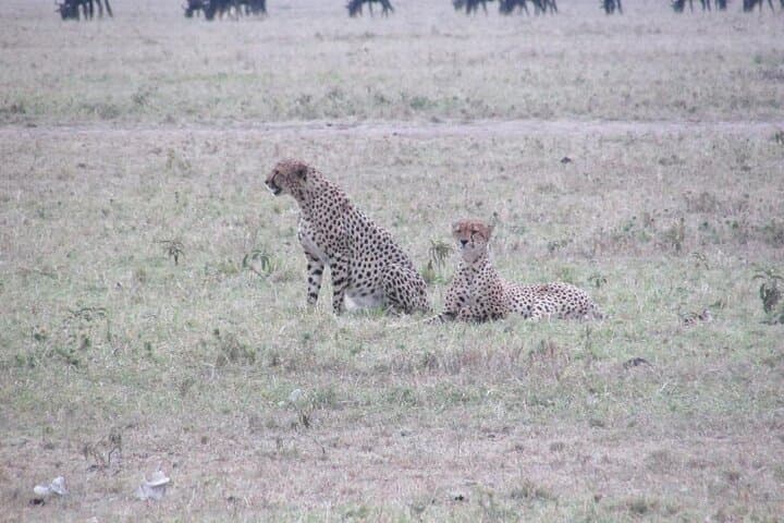 5-Day Maasai Mara Safari — Big Five, River Crossings & Camp Stays photo 1