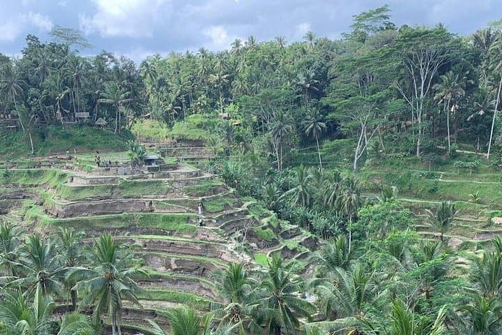 Best of Ubud and Mount Batur: Private Day Tour from Ubud (Monkey Forest, Rice Terraces & Volcano Views) photo 1