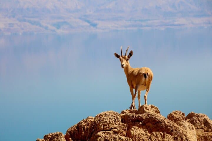 Judean Desert Safari and Dead Sea Float: Day Trip from Jerusalem photo 5