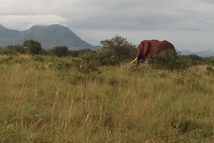 Luxury 5-Day Safari: Amboseli, Lumo Community Sanctuary & Tsavo East photo 1