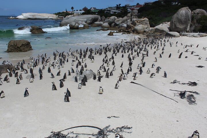 Hermanus Whale Watching, Stony Point Penguins & Wine: Full-Day Private Tour from Cape Town photo 5