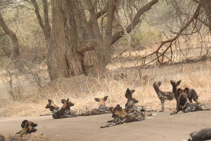 Ruaha National Park 4-Day Safari: Game Drives, Walking Safaris & River Wildlife