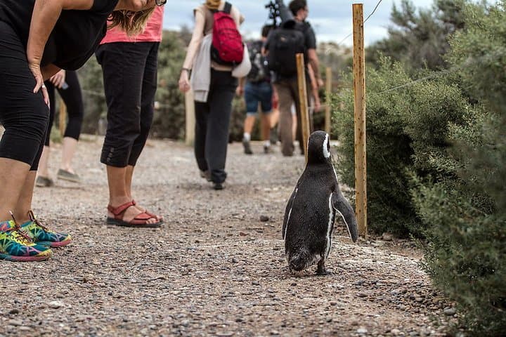 Private Day Tour to Punta Tombo Penguin Reserve from Puerto Madryn photo 2