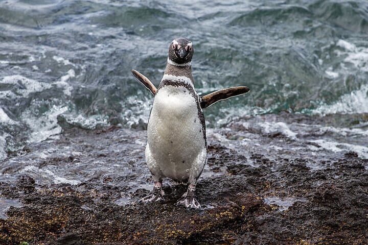 Private Day Tour to Punta Tombo Penguin Reserve from Puerto Madryn photo 3