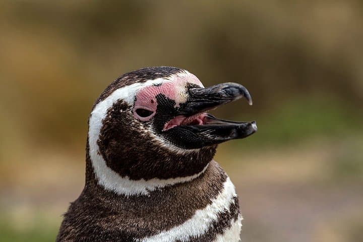 Private Day Tour to Punta Tombo Penguin Reserve from Puerto Madryn photo 4
