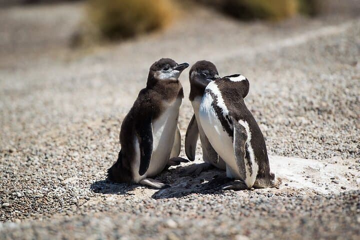 Private Day Tour to Punta Tombo Penguin Reserve from Puerto Madryn photo 5