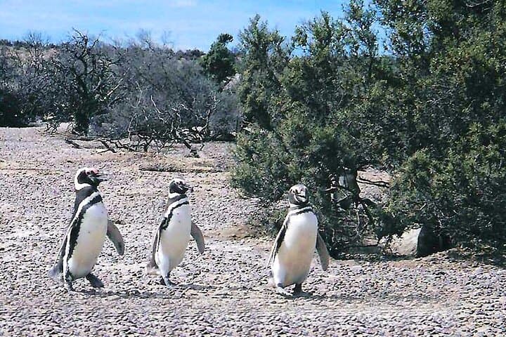Private Day Tour to Punta Tombo Penguin Reserve from Puerto Madryn photo 6