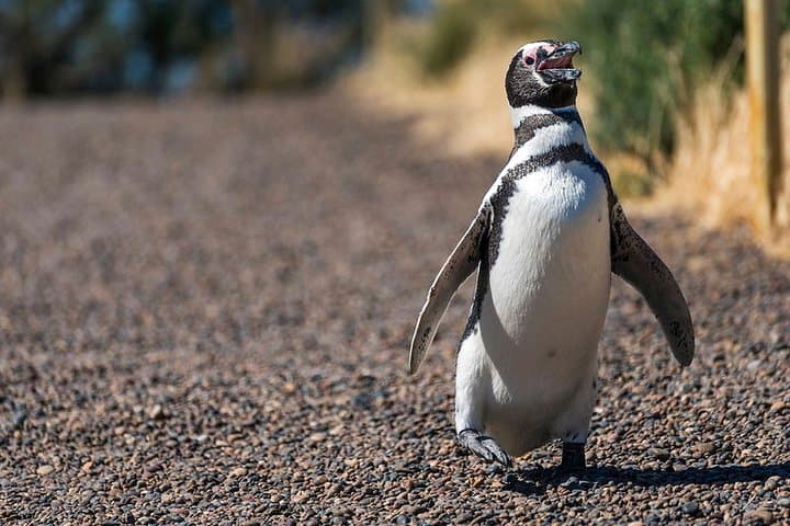 Private Day Tour to Punta Tombo Penguin Reserve from Puerto Madryn
