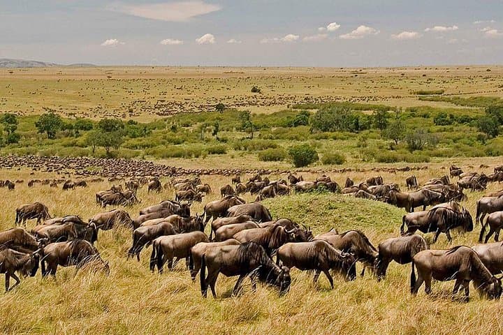 3-Day Budget Private Safari to Maasai Mara from Nairobi photo 5
