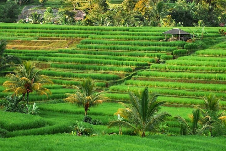 Private Bali Tour: Water Temples & UNESCO Jatiluwih Rice Terraces photo 6