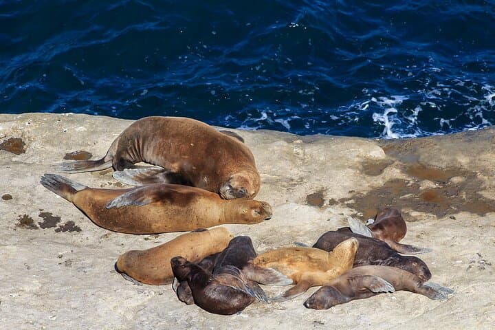 Puerto Pirámides Whale Watching & Sea Lions Shore Excursion photo 6