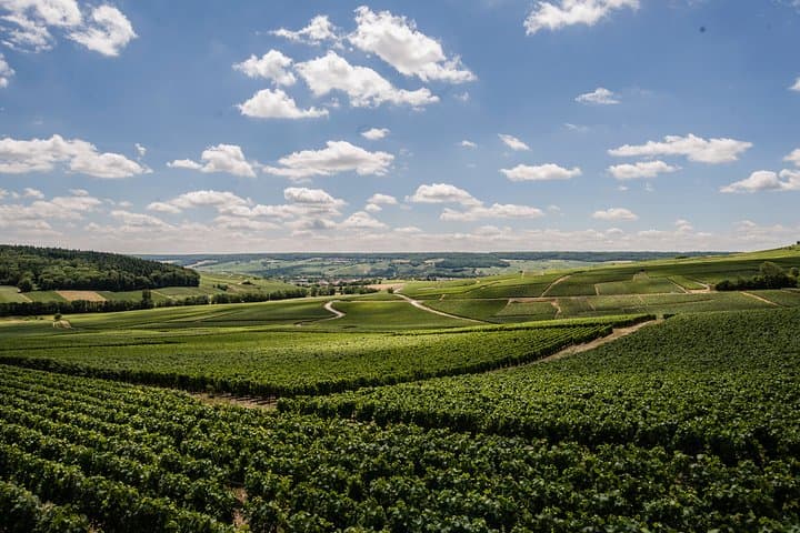 Champagne Sensory Tour: Private Vineyard Tastings and Cellar Secrets photo 3