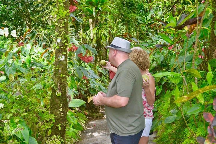 Montreal Garden, Belmont Lookout & Rawacou Park Day Tour — Mesopotamia Valley & East Coast Views photo 1