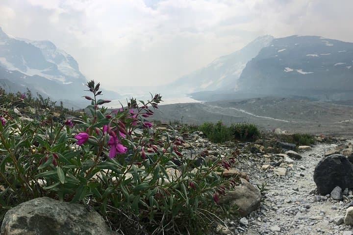 Wilcox Pass Hike: Columbia Icefield Views and Alpine Tundra in Jasper photo 2
