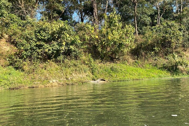 Chitwan Jungle Safari with Overnight Stay — 2-Day Wildlife & Birdwatching in Sauraha photo 2