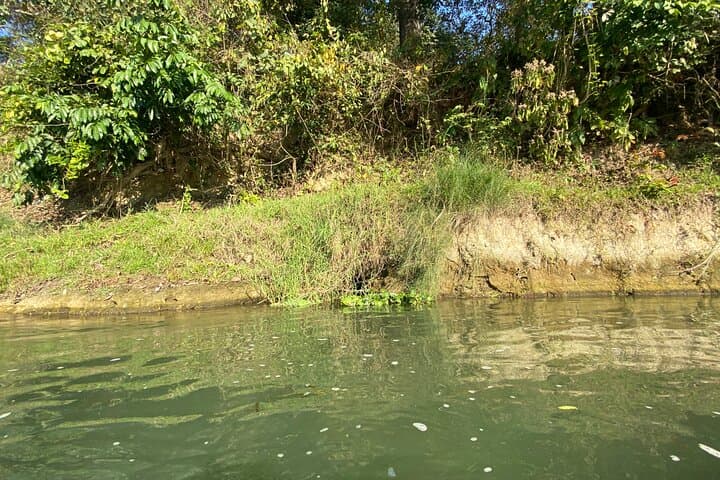 Chitwan Jungle Safari with Overnight Stay — 2-Day Wildlife & Birdwatching in Sauraha photo 5
