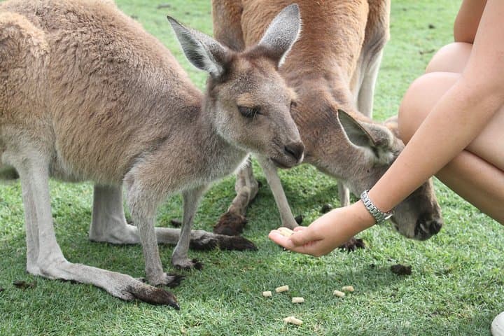 Pinnacles Desert, Koalas & Lancelin Sandboarding: Full-Day 4WD Tour from Perth photo 5