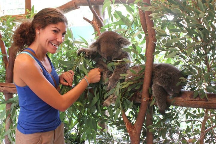 Pinnacles Desert, Koalas & Lancelin Sandboarding: Full-Day 4WD Tour from Perth photo 6