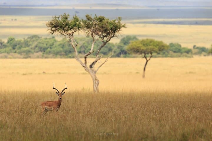 Six-Day Kenya Safari: Meru, Lake Naivasha & Maasai Mara Wildlife Expedition