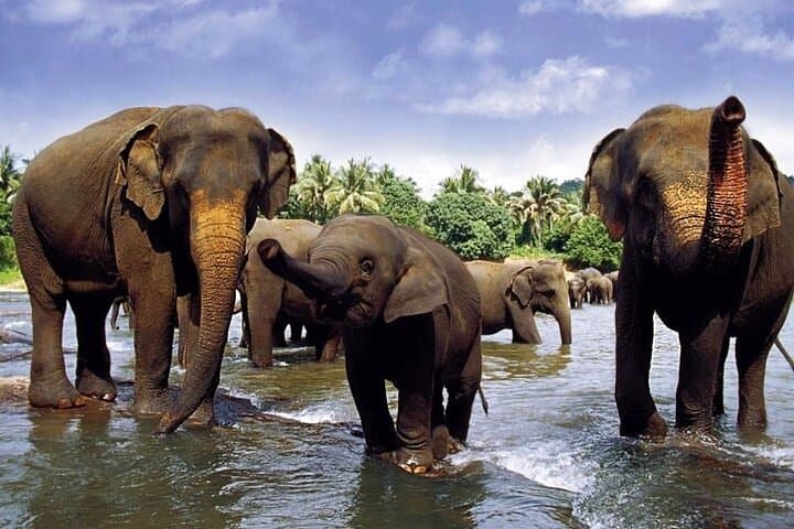 Sri Lanka at a Glance: 9-Night Cultural, Wildlife & Tea Country Tour photo 3