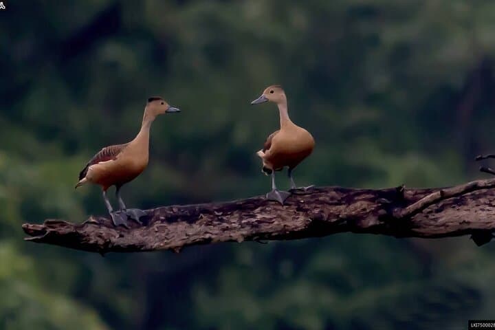 Ritigala Birdwatching Walk from Habarana — Guided Two-Hour Trek