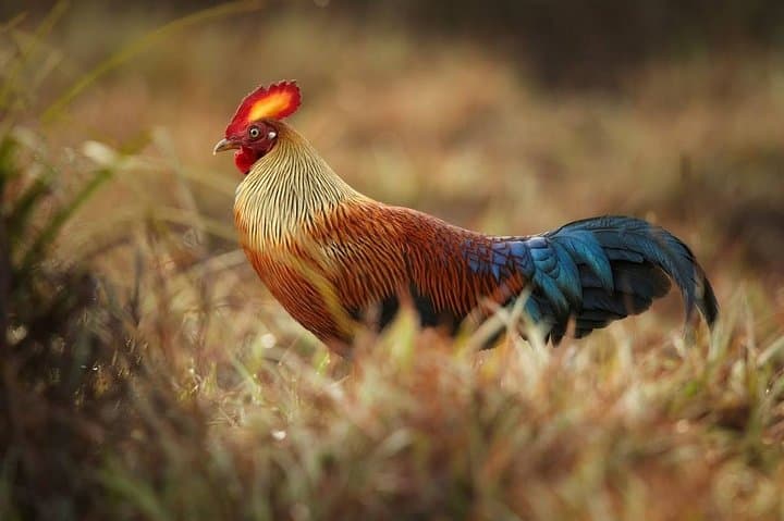 Ritigala Birdwatching Walk from Habarana — Guided Two-Hour Trek photo 4