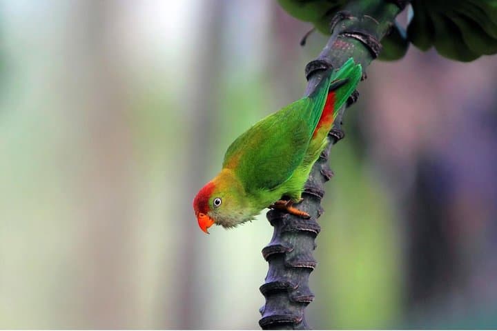 Ritigala Birdwatching Walk from Habarana — Guided Two-Hour Trek photo 5
