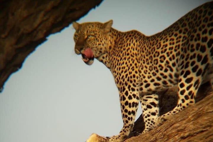 6-Day Kenya Safari: Samburu, Aberdare & Maasai Mara Wildlife Circuit photo 1