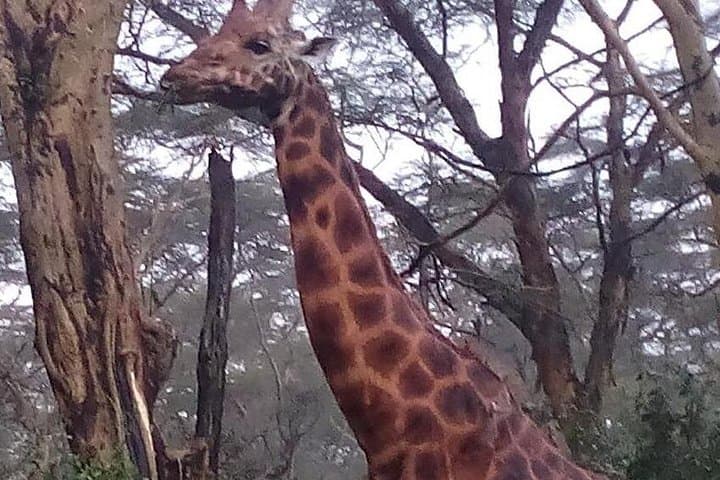 6-Day Luxury Safari: Lake Nakuru & Maasai Mara - Flamingos, Rhinos & Big Five