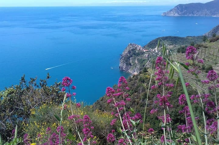 Cinque Terre Coastal Hike: Village-to-Village Trek through Vineyards and Sea