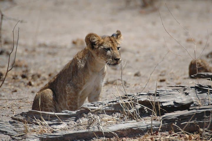 6-Day Ruaha and Mikumi Safari — Game Drives Along the Great Ruaha and Udzungwa Hills