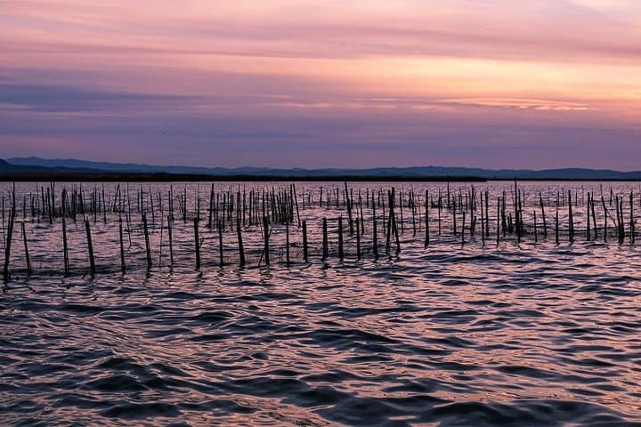 Albufera Lake Paella and Birdwatching Tour — Boat Ride, Rice Fields & El Palmar