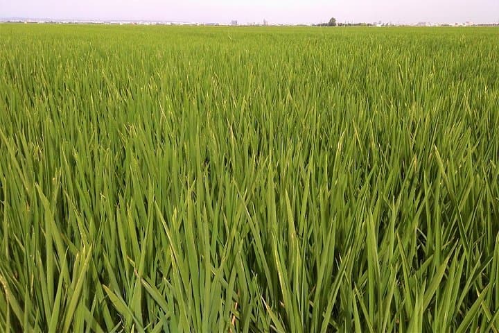 Albufera Lake Paella and Birdwatching Tour — Boat Ride, Rice Fields & El Palmar photo 2