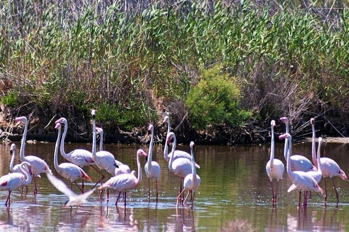 Albufera Lake Paella and Birdwatching Tour — Boat Ride, Rice Fields & El Palmar photo 3