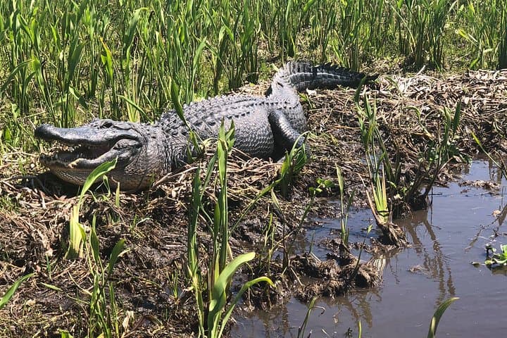 Guided New Orleans Bayou Boat Tour: Jean Lafitte Alligator & Wildlife Experience photo 2