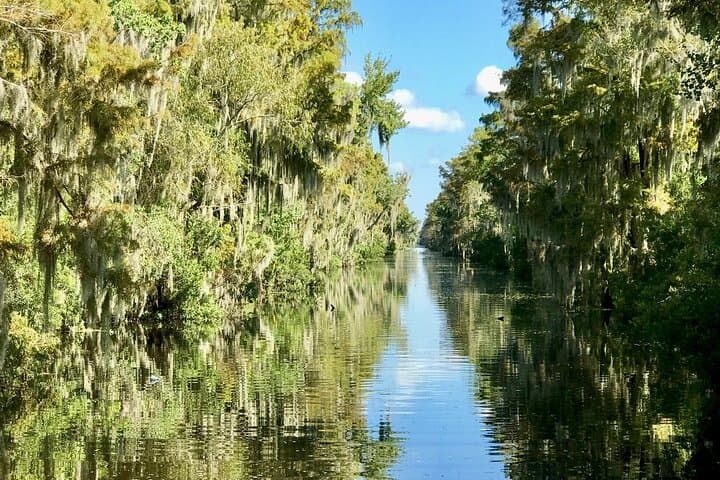 Guided New Orleans Bayou Boat Tour: Jean Lafitte Alligator & Wildlife Experience photo 4