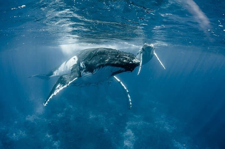 Private Whale Watching in Bora Bora — Swim with Humpbacks & Hydrophone Experience