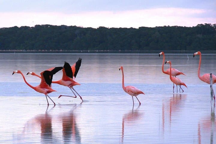 Celestun Biosphere Reserve Private Day Tour from Mérida — Flamingos & Ría Boat Ride photo 4