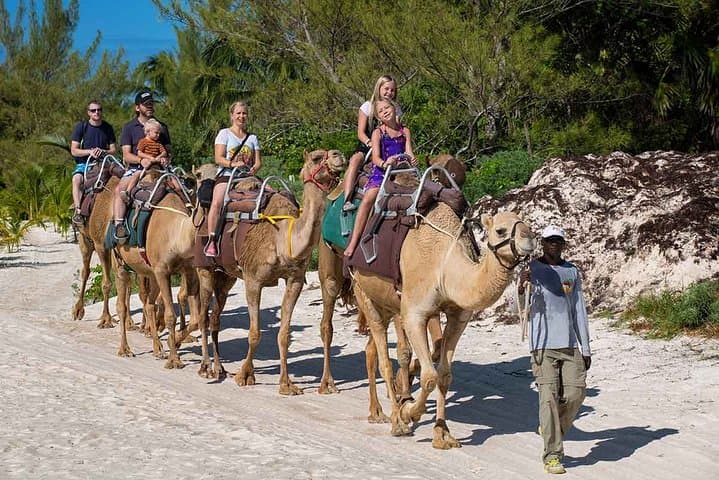 Camel Safari in Puerto Morelos: Jungle-to-Beach Ride with Beach Club Access photo 3