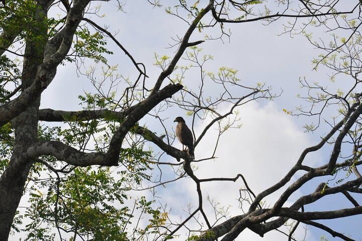 Morning Birdwatching Walk at Anawilundawa Ramsar Wetland photo 4