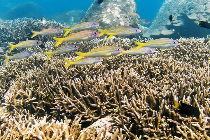 Snorkeling Pigeon Island: Nilaveli's Marine Park Adventure photo 3