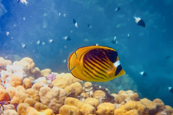 Snorkeling Pigeon Island: Nilaveli's Marine Park Adventure photo 4