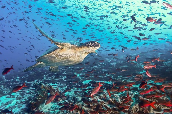 Snorkeling Pigeon Island: Nilaveli's Marine Park Adventure photo 1