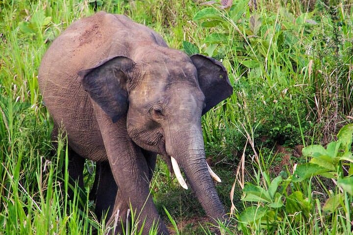 Hurulu Eco Park Safari from Polonnaruwa — Private Jeep to See Sri Lankan Elephants