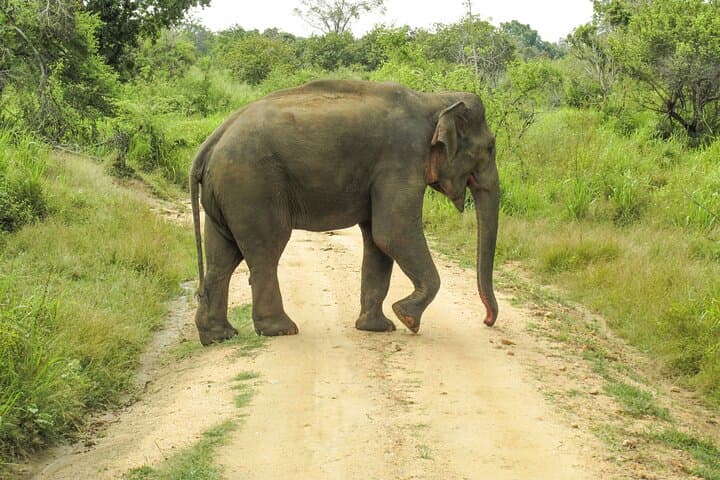 Hurulu Eco Park Safari from Polonnaruwa — Private Jeep to See Sri Lankan Elephants photo 4