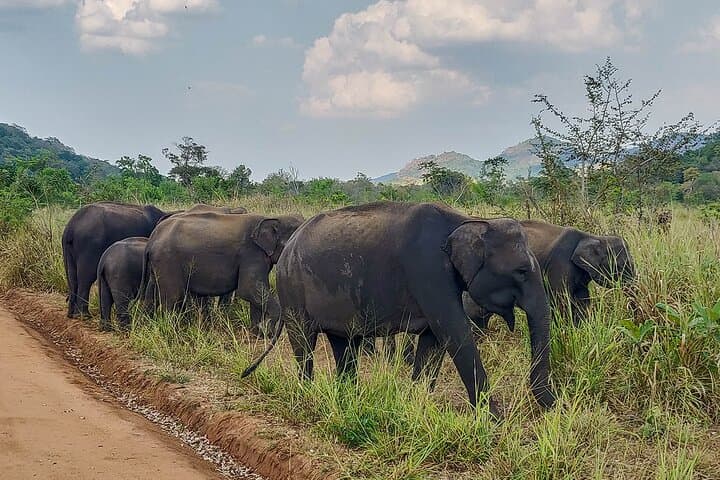 Hurulu Eco Park Safari from Polonnaruwa — Private Jeep to See Sri Lankan Elephants photo 5