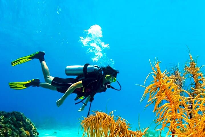 Scuba Diving in Trincomalee: Clear Reefs and Deep-Water Walls in Sri Lanka photo 4