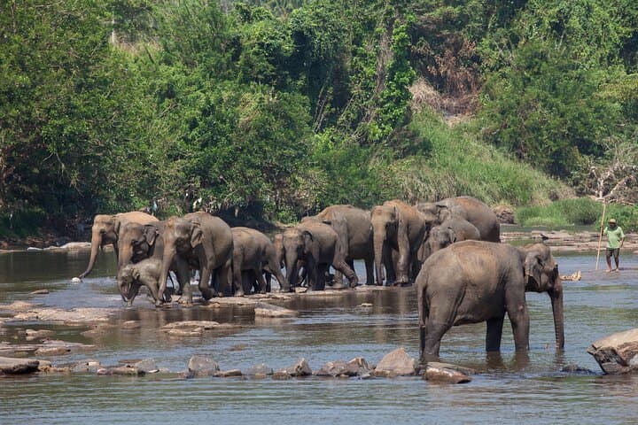 Sigiriya Rock and Minneriya Elephant Safari — Day Tour from Negombo photo 4