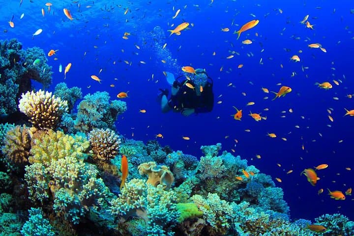 Scuba Diving Mount Lavinia: City-Edge Reefs & PADI Courses Near Colombo photo 6