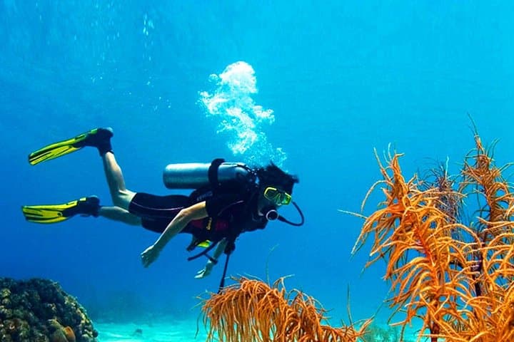 Scuba Diving Mount Lavinia: City-Edge Reefs & PADI Courses Near Colombo photo 5
